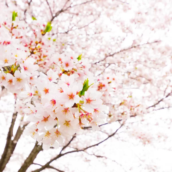 Papier Peint Fleur de Cerisier