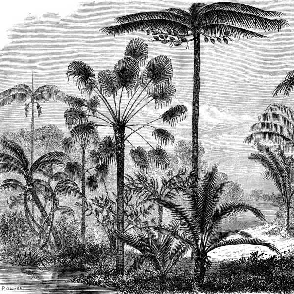 Papier Peint Vintage Jungle 2