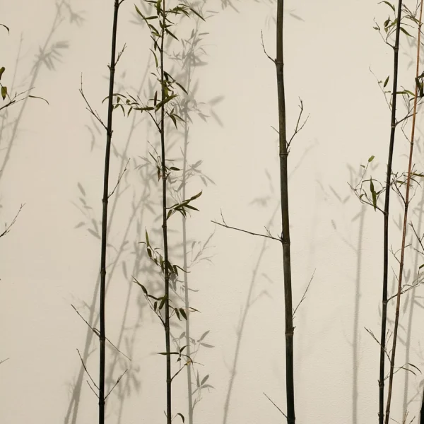 PP00234-WEBd Papier peint Ombres de Bambou